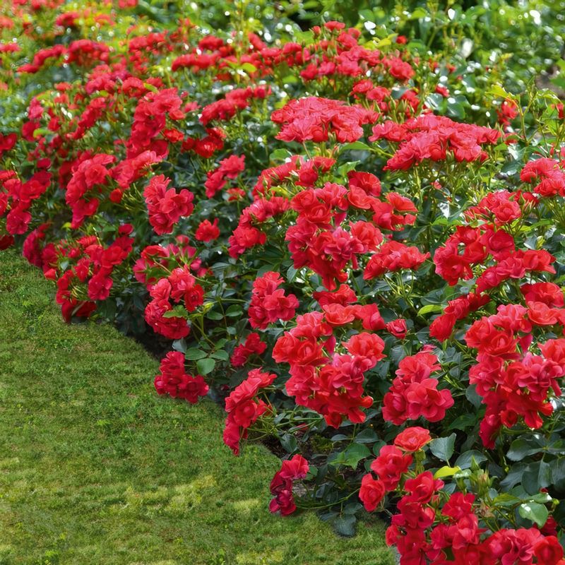 Flower Carpet Roses