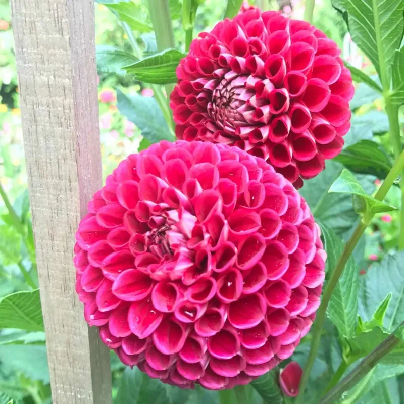 Espoma Rose-Tone (4-3-2)