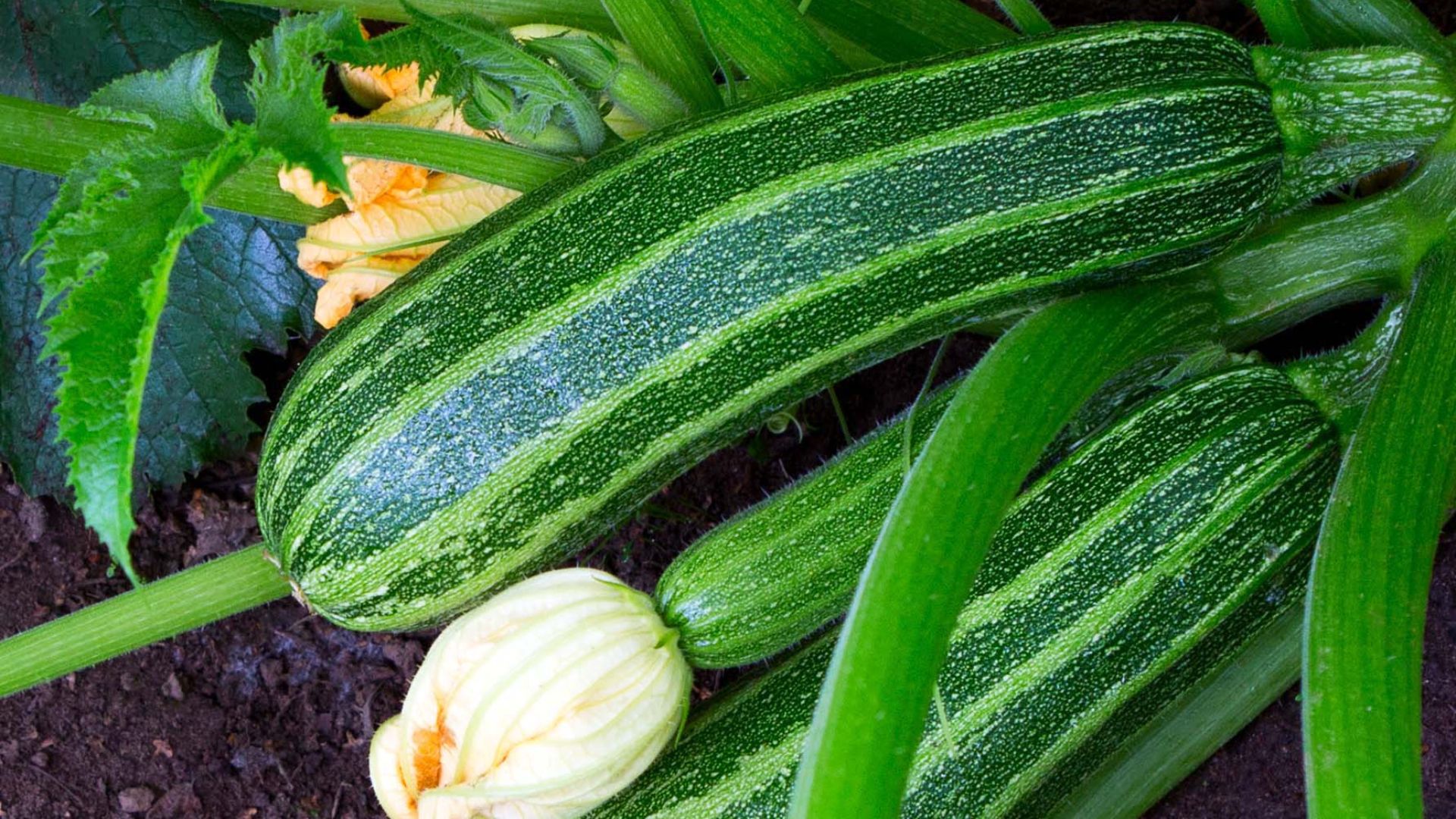 18 Downsides To Growing Zucchini Plants Every Gardener Should Know (And How To Avoid Them)