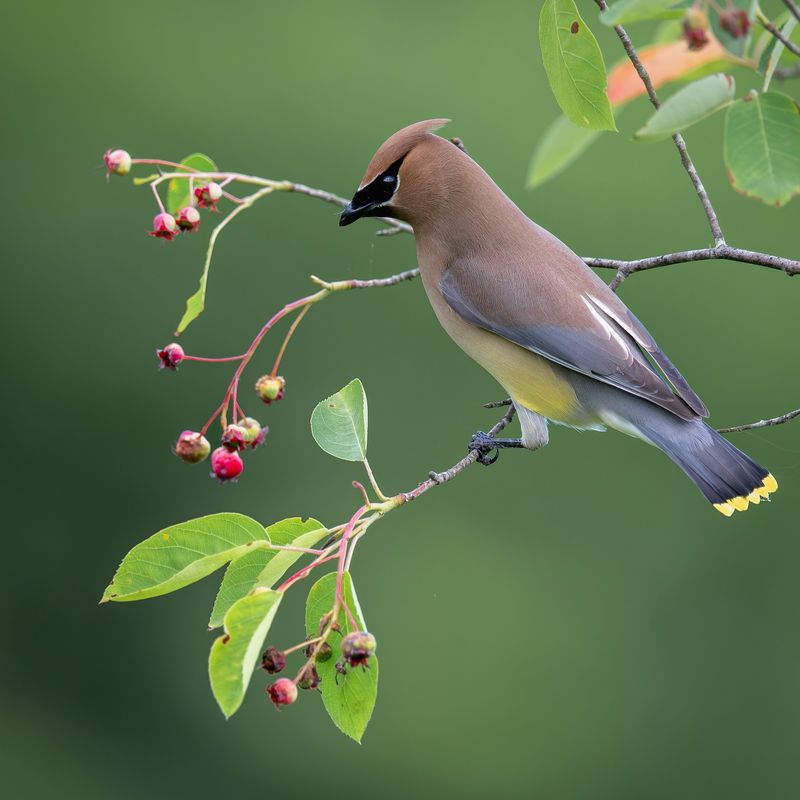 Cedar Waxwing