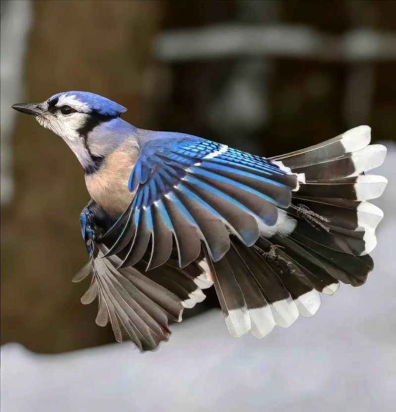 Blue Jay