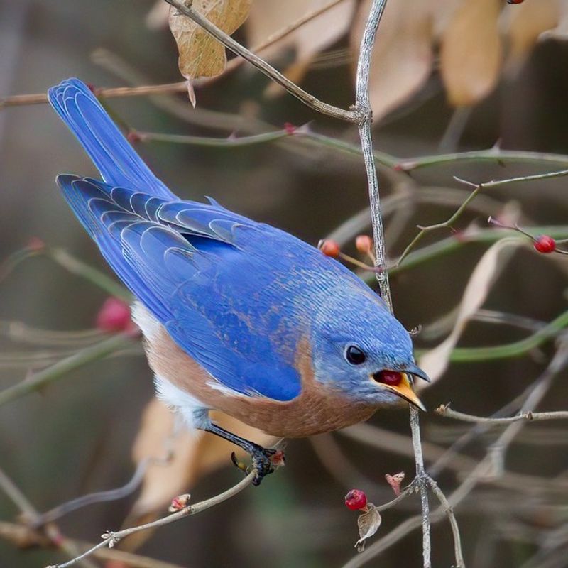 Eastern Bluebird