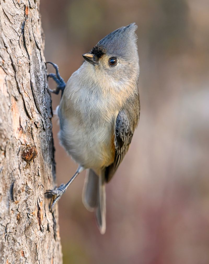 Tufted Titmice