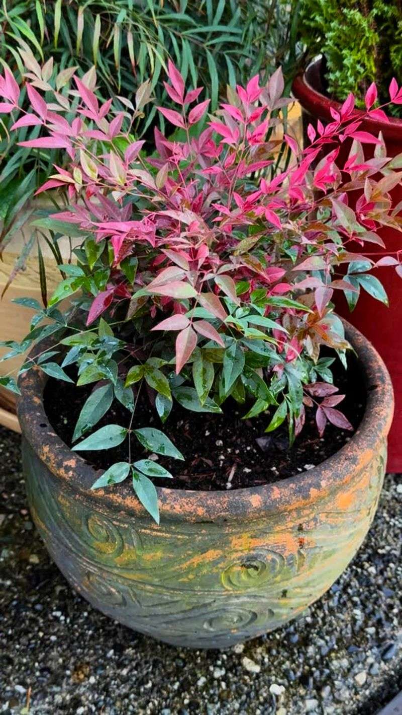 Nandina
