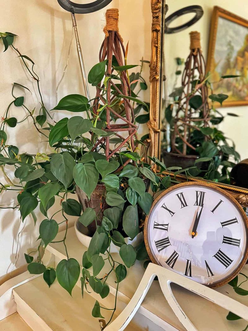 Philodendron (Heartleaf or Brasil)