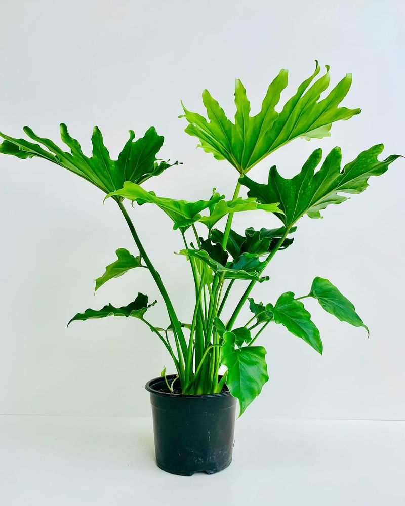 Philodendron Selloum 'Little Hope'