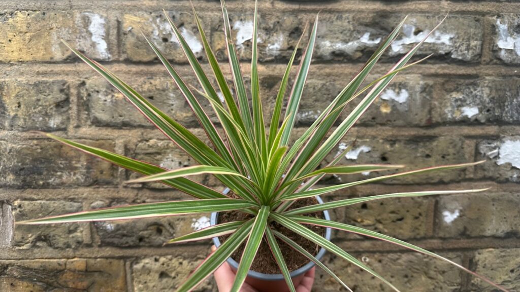 Dracaena Marginata