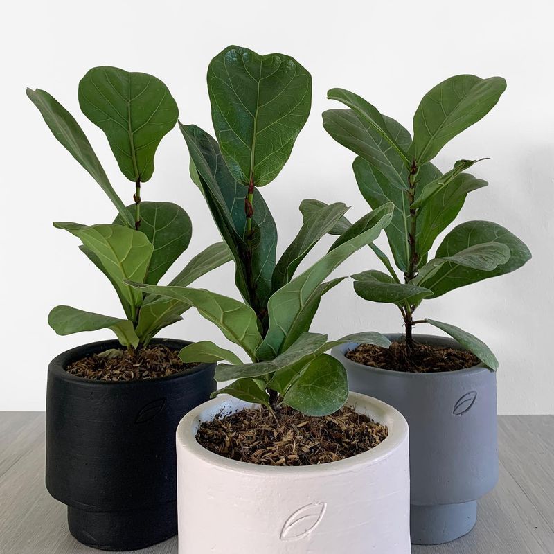 Ficus Lyrata Bambino (Dwarf Fiddle Leaf)