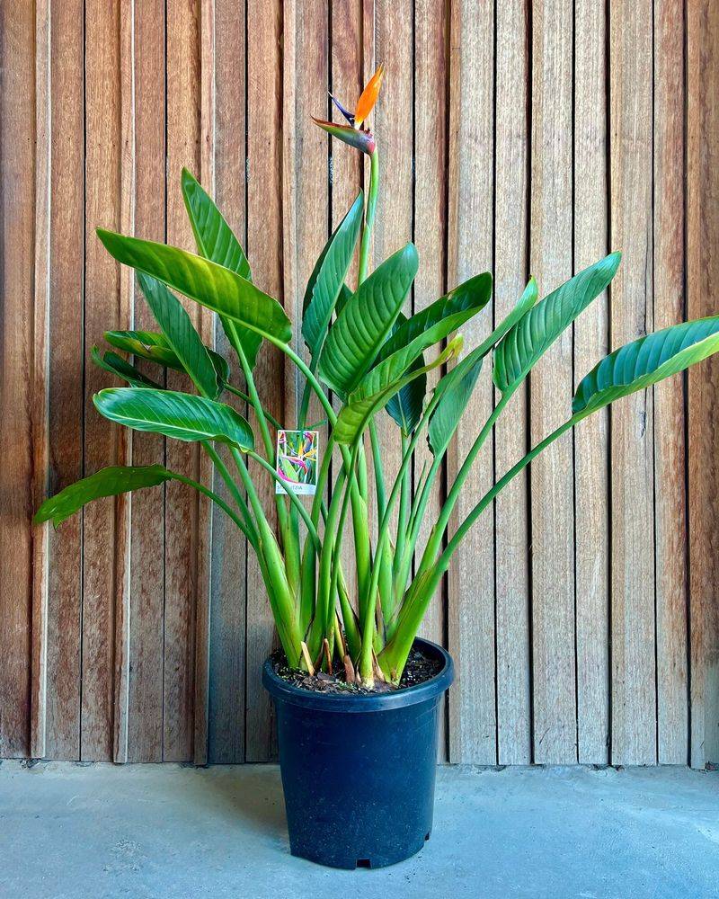 Bird of Paradise