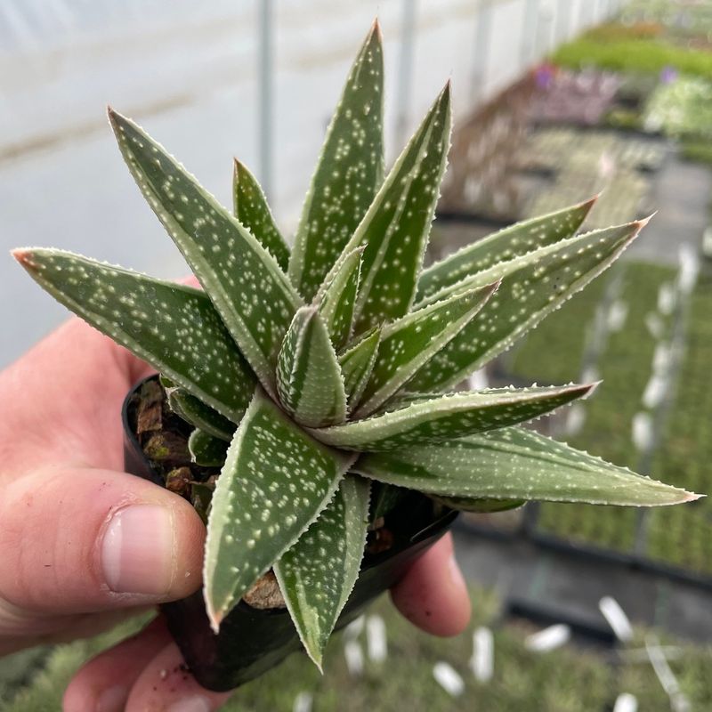 Gasteria