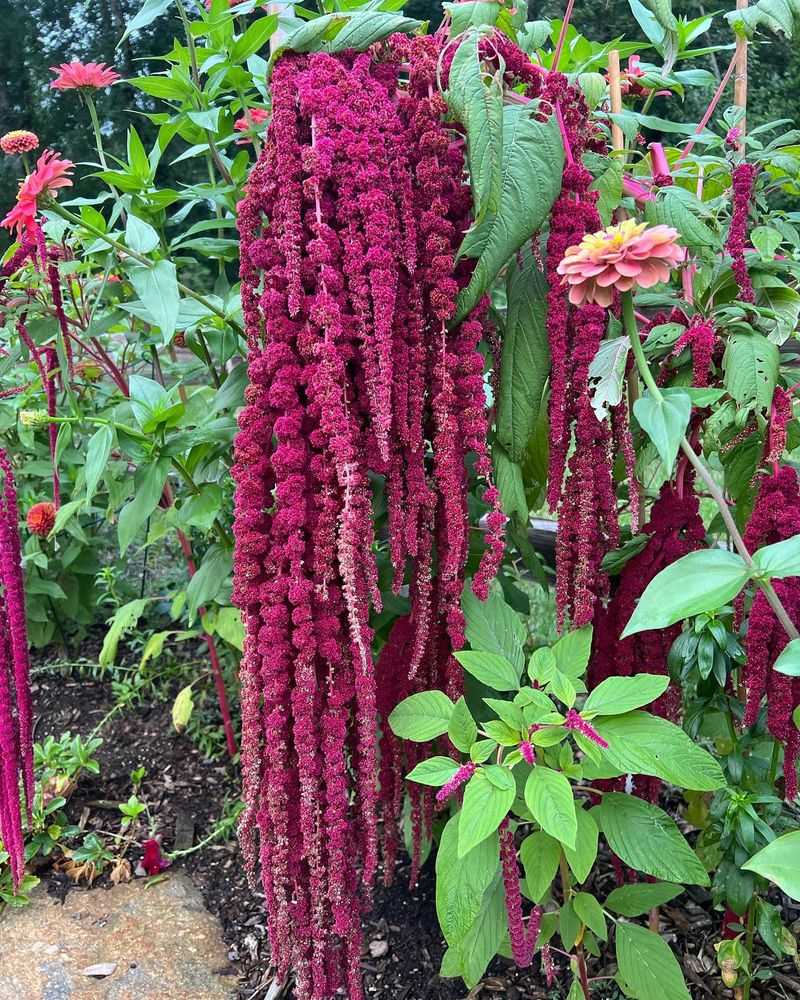 Love-Lies-Bleeding
