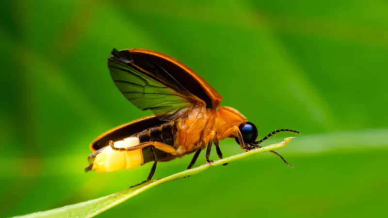 Fireflies: Glowing Garden Helpers