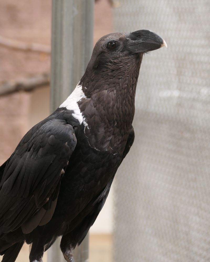 Crows and Ravens