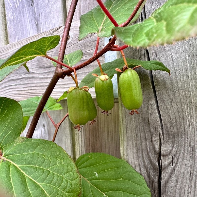 Kolomikta Kiwi
