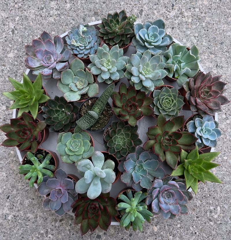 Windowsill Succulent Garden