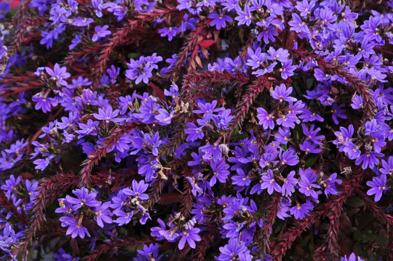 Dazzling Fanflower