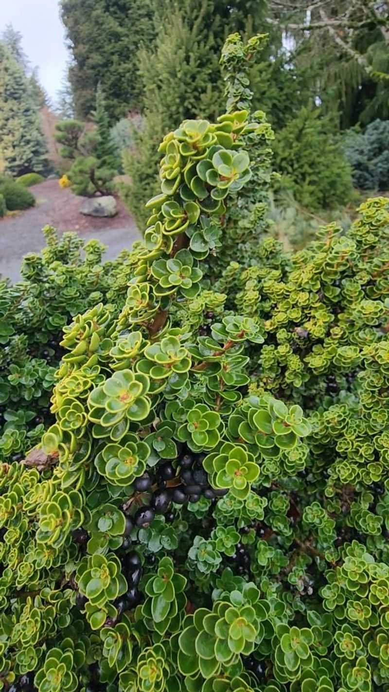 Evergreen Japanese Holly