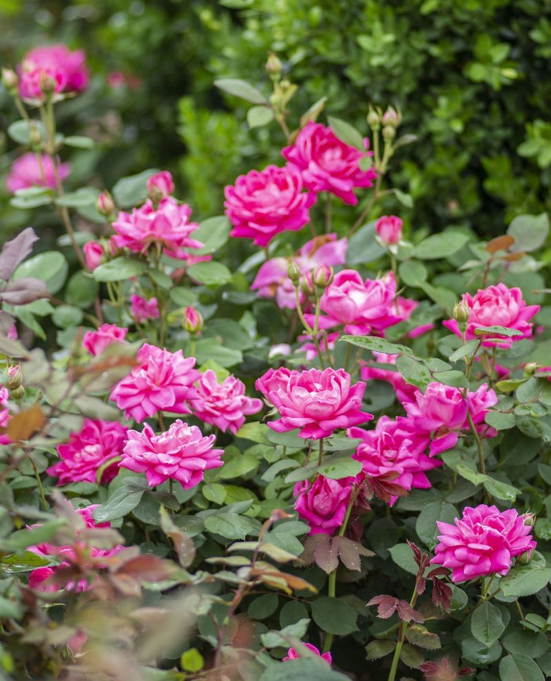 Double Knock Out Roses