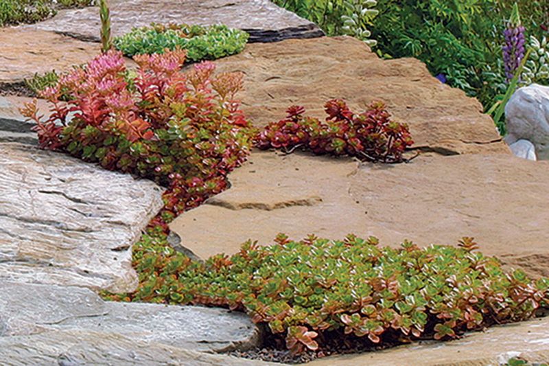 Fence Base Weed Prevention With Sedum