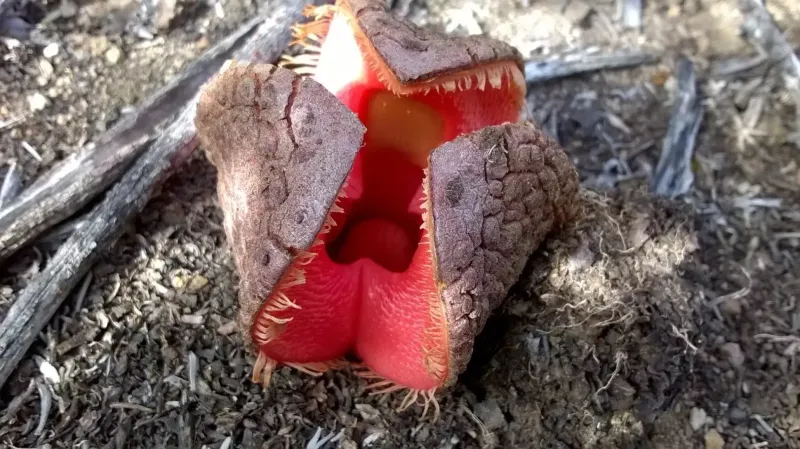 Hydnora africana: The Underground Monster