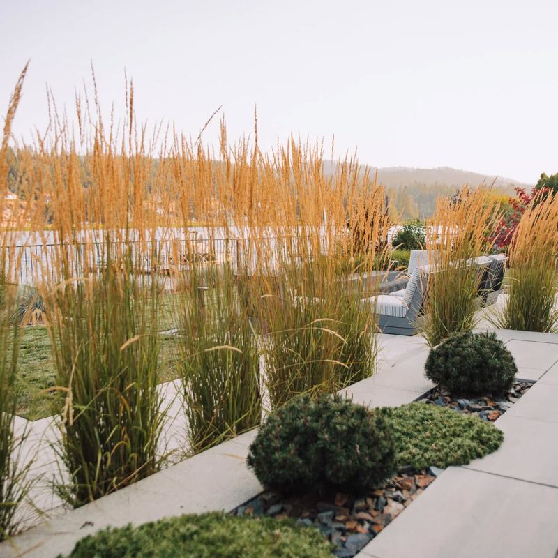Noise Buffer Using Tall Ornamental Grasses