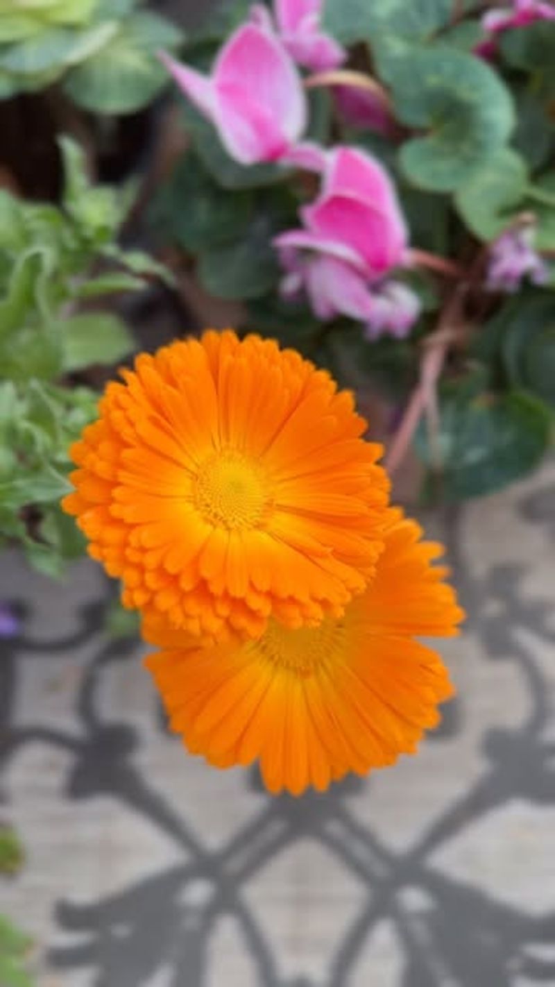 Kid-Friendly Growing Project