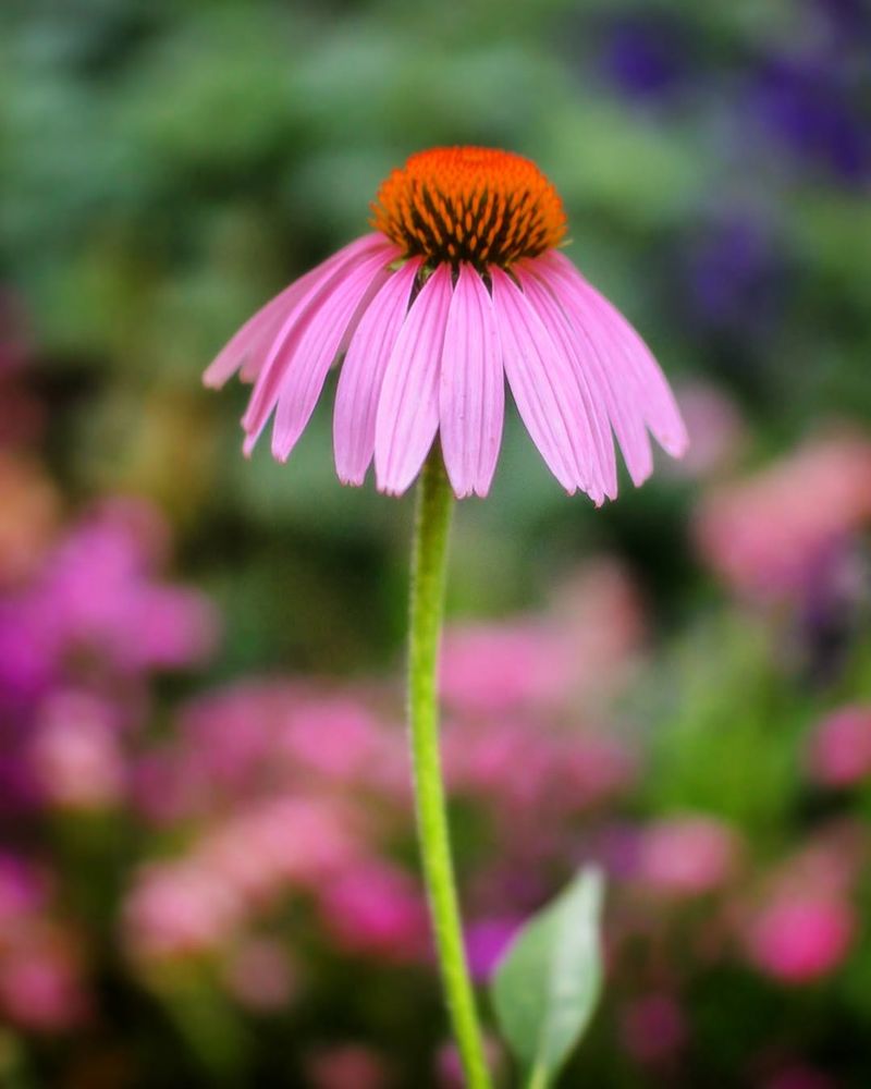 Separate Seeds From The Cone
