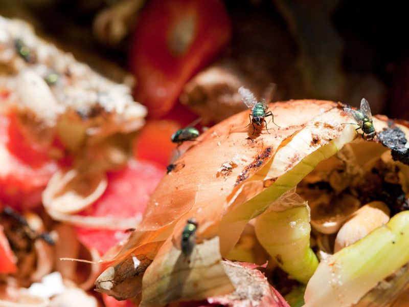 Fly Invasion - Battling Fruit Flies and Fungus Gnats