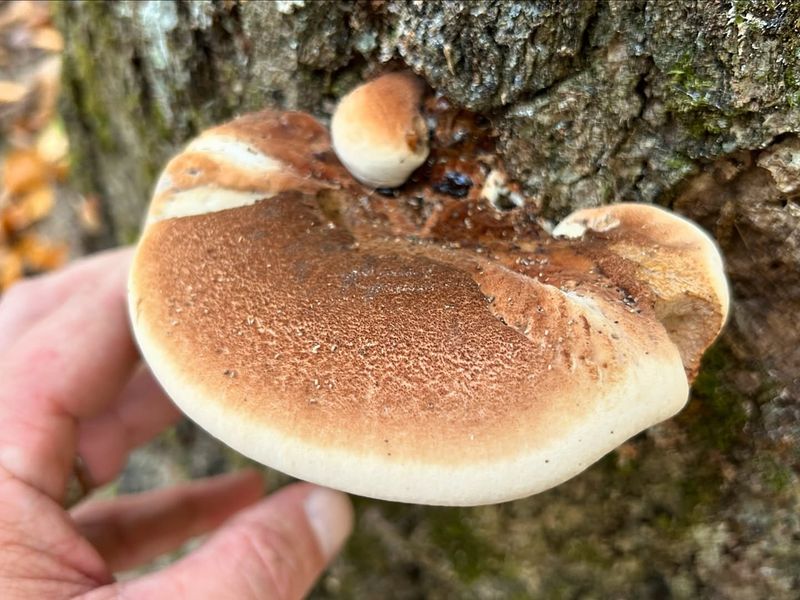 Birch Polypore (Fomitopsis betulina)