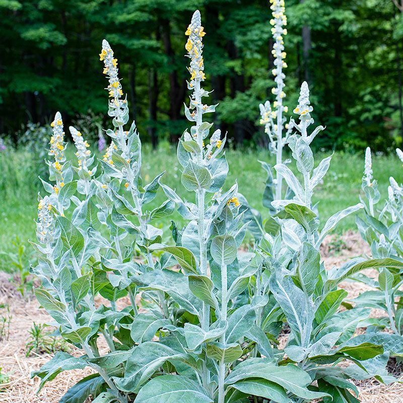 Verbascum (Mullein)