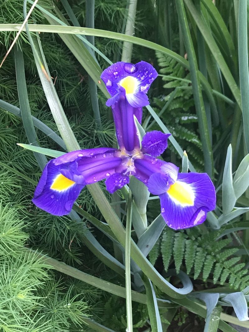Spanish Iris (Iris xiphium)