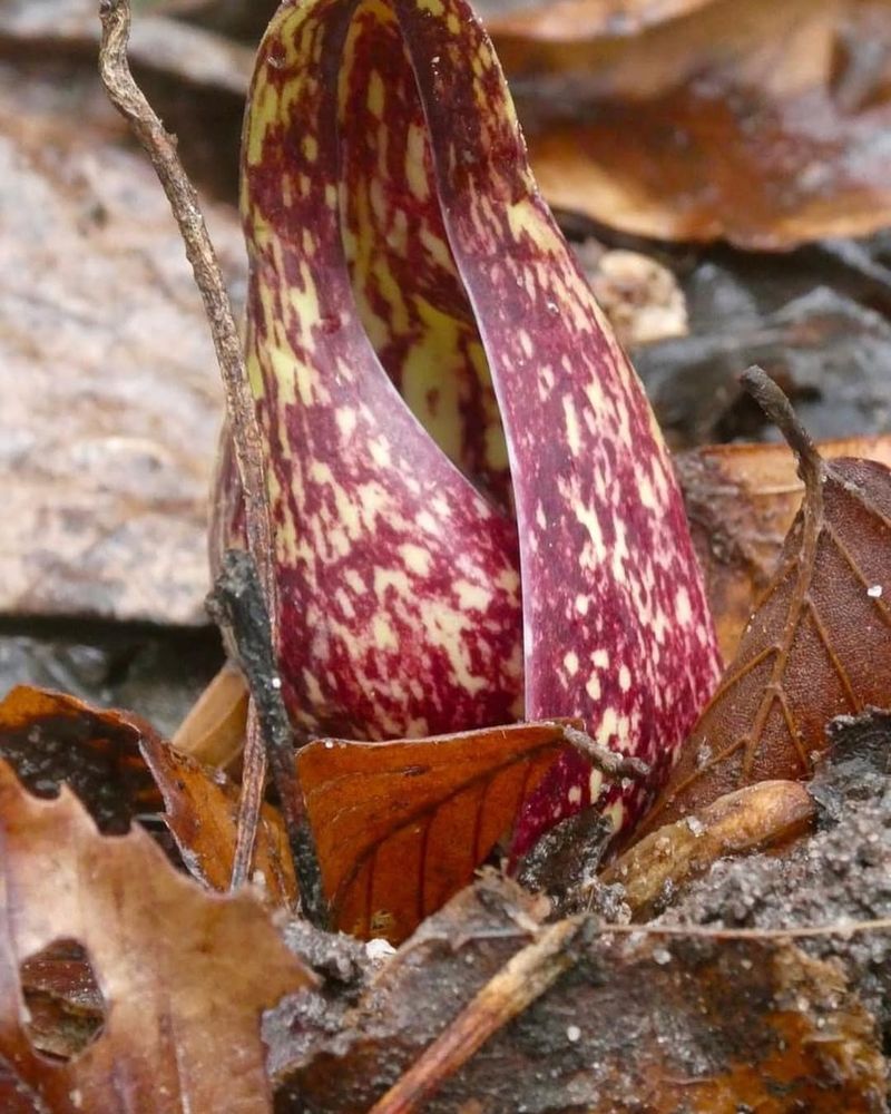 Skunk Cabbage