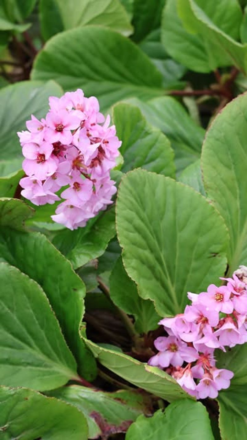 Bergenia