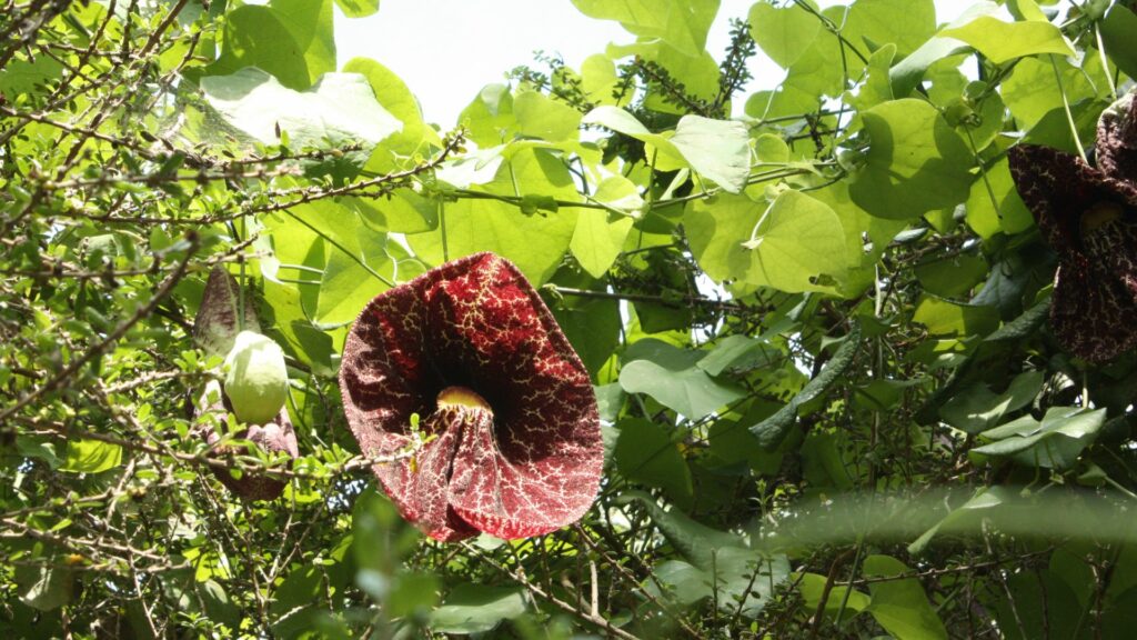 Dutchman’s Pipe