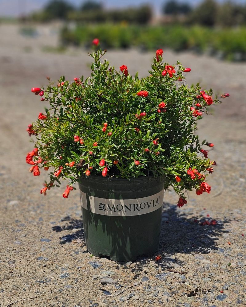 Dwarf Pomegranate