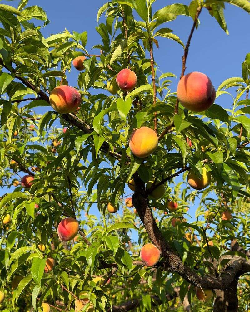 Peach