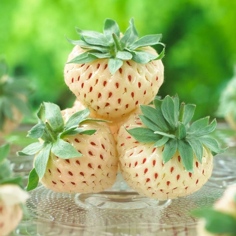 Pineberries