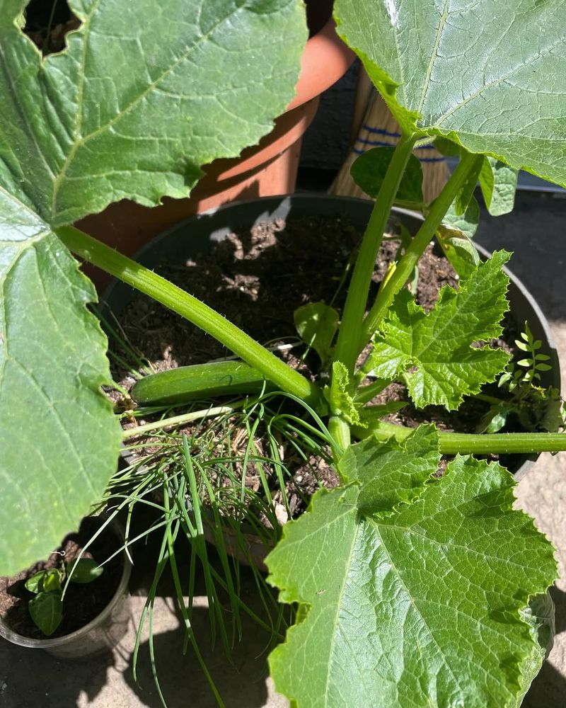 Zucchini