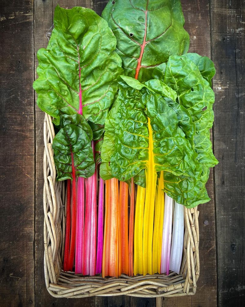 Swiss Chard - Beautiful and Productive