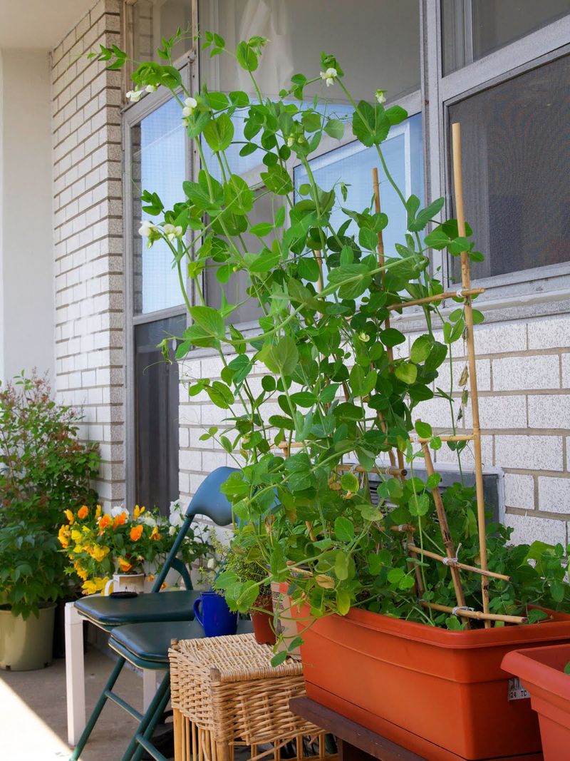 Sugar Snap Peas