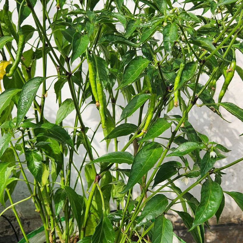 Chili Peppers