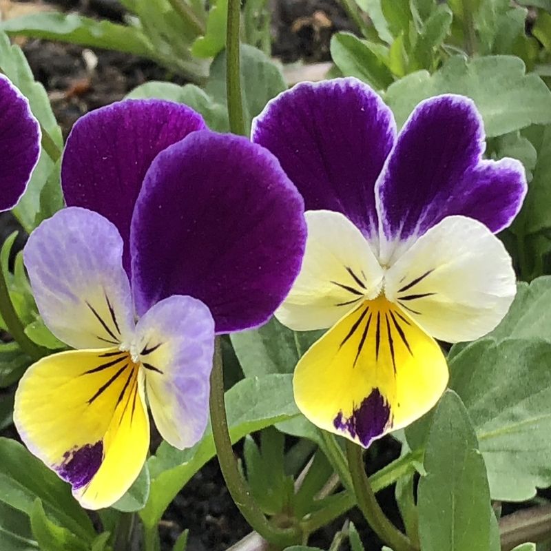 Viola (Johnny Jump-ups)