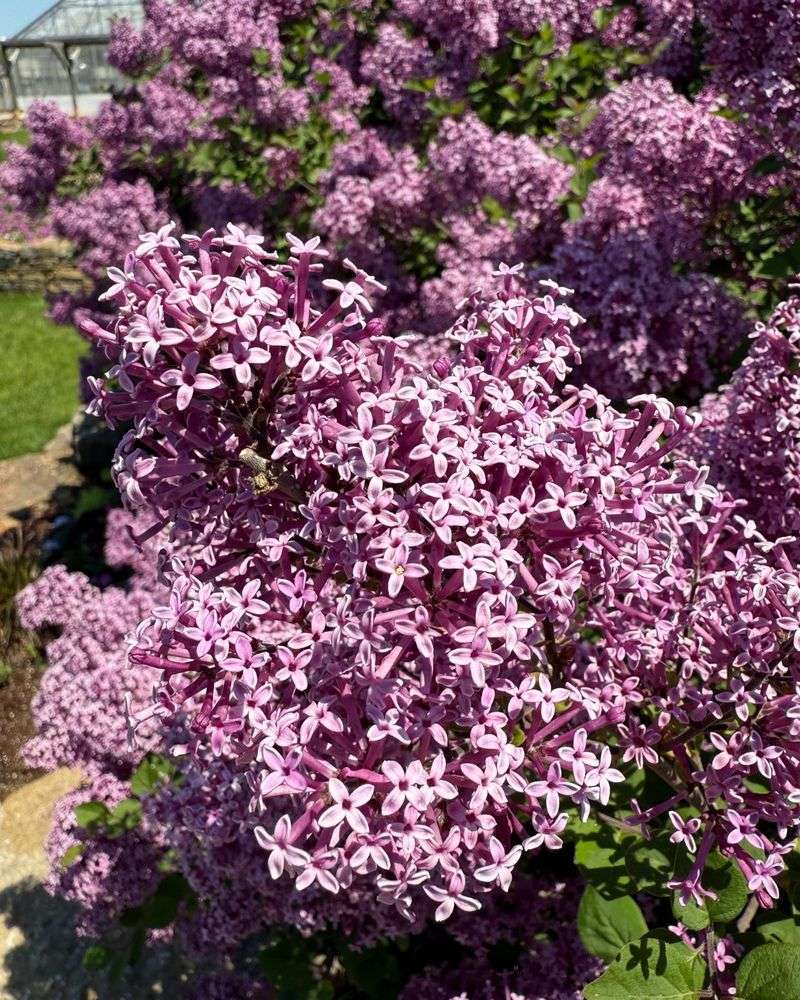 Bloomerang Lilac
