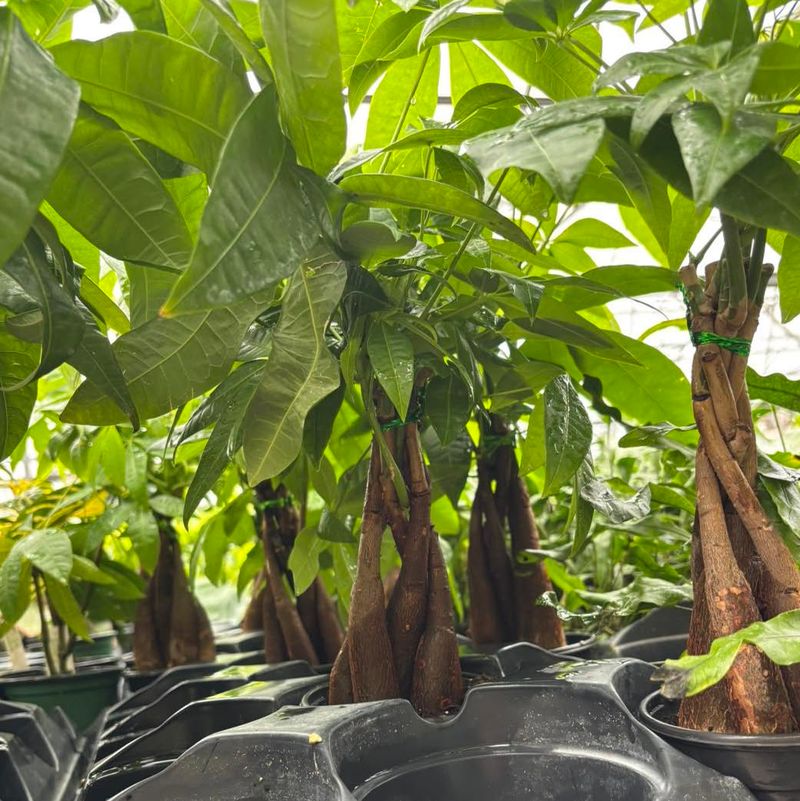 Money Tree