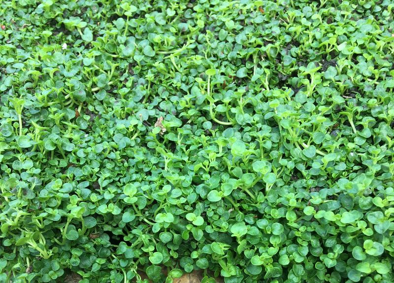 Corsican Mint