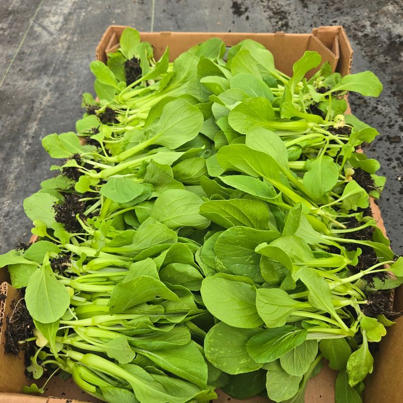 Baby Bok Choy - Fast-Growing Asian Green