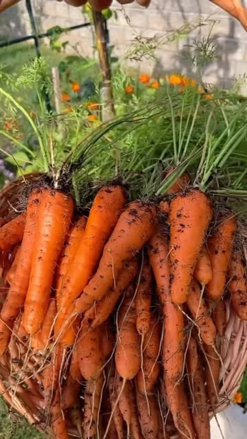 Carrots: Perfect For Deep Buckets