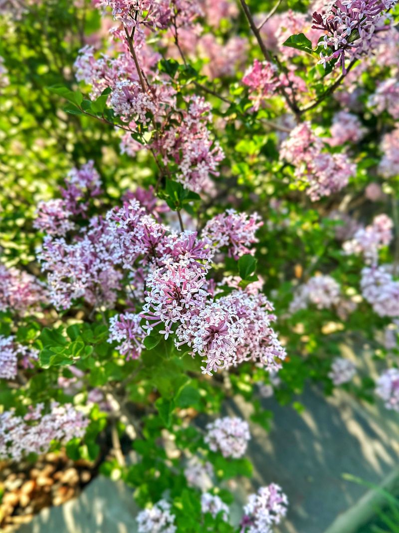 Red Pixie Lilac