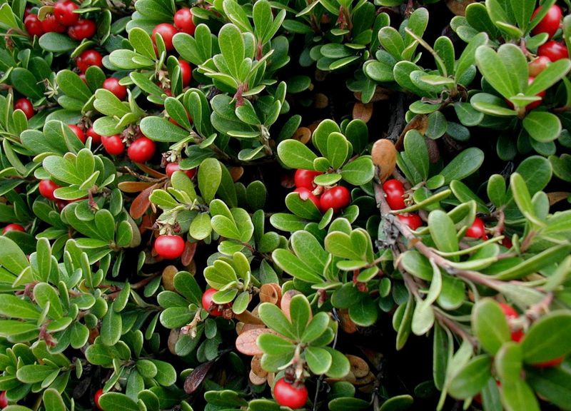 Bearberry (Arctostaphylos)