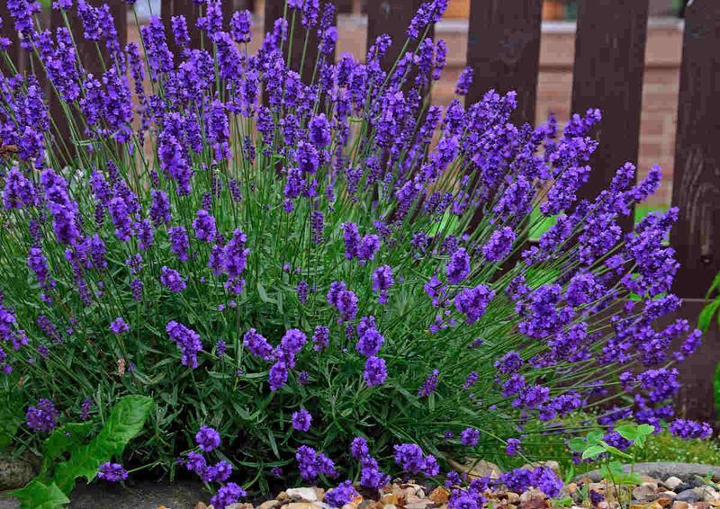 Lavandula angustifolia 'Nana'